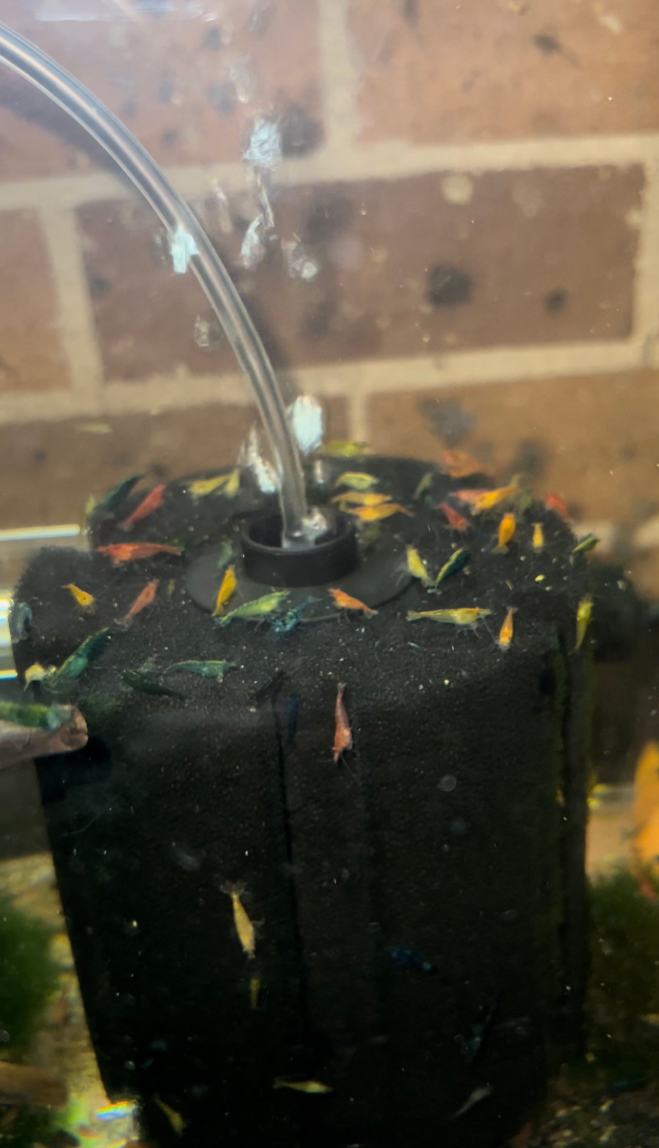 Cull/Mixed (Skittles) Cherry Shrimp