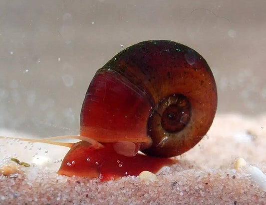 Red Ramshorn Snail