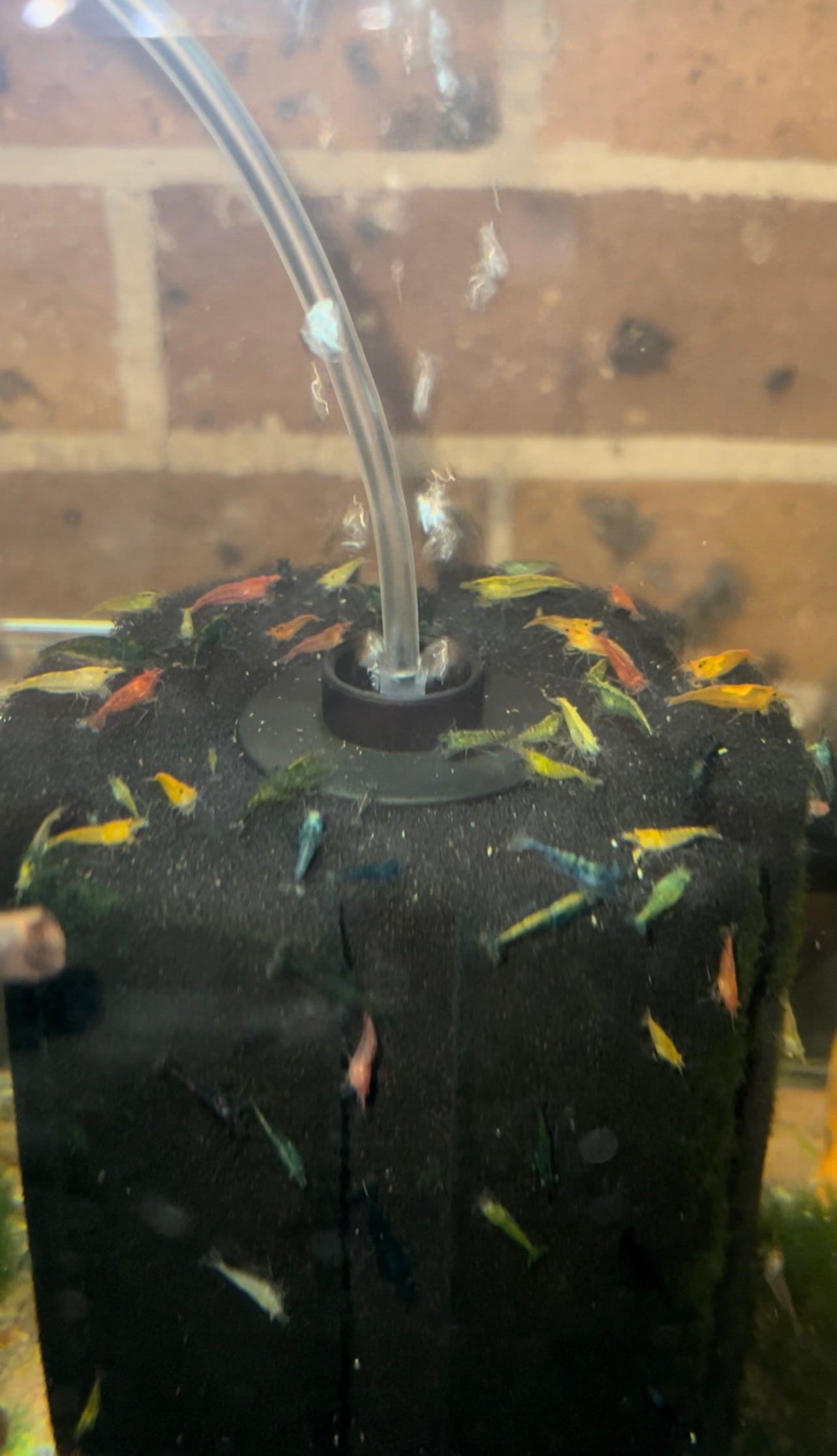 Cull/Mixed (Skittles) Cherry Shrimp