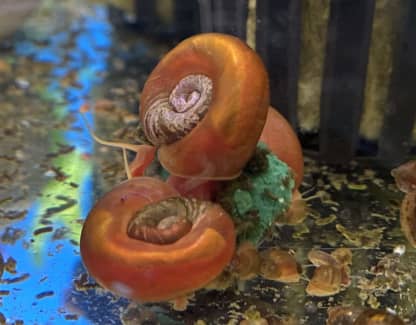 Red Ramshorn Snail