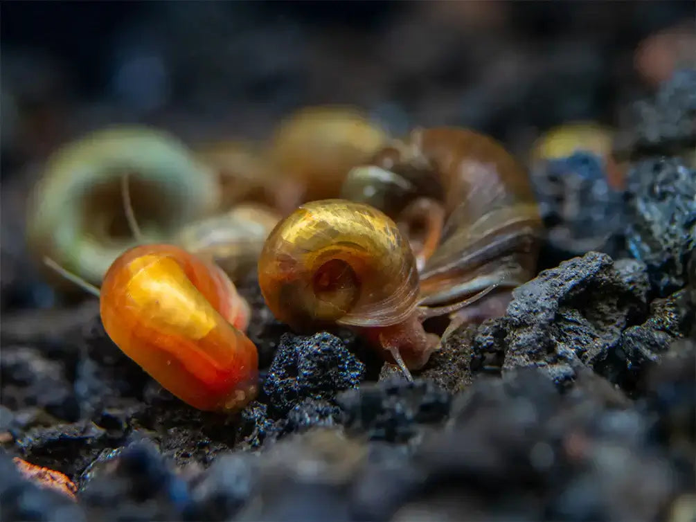 Brown/Assorted ramshorn snail