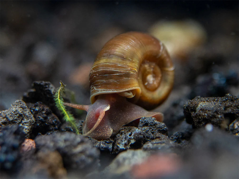 Brown/Assorted ramshorn snail