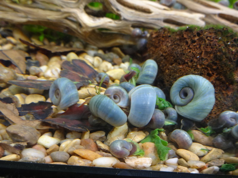 Blue Ramshorn Snail