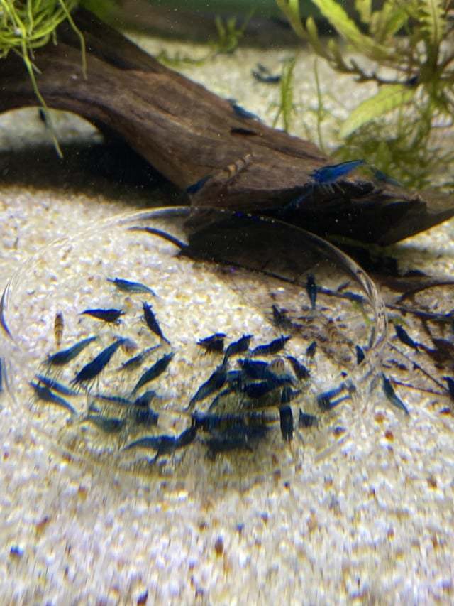 Blue/Black Cherry Shrimp