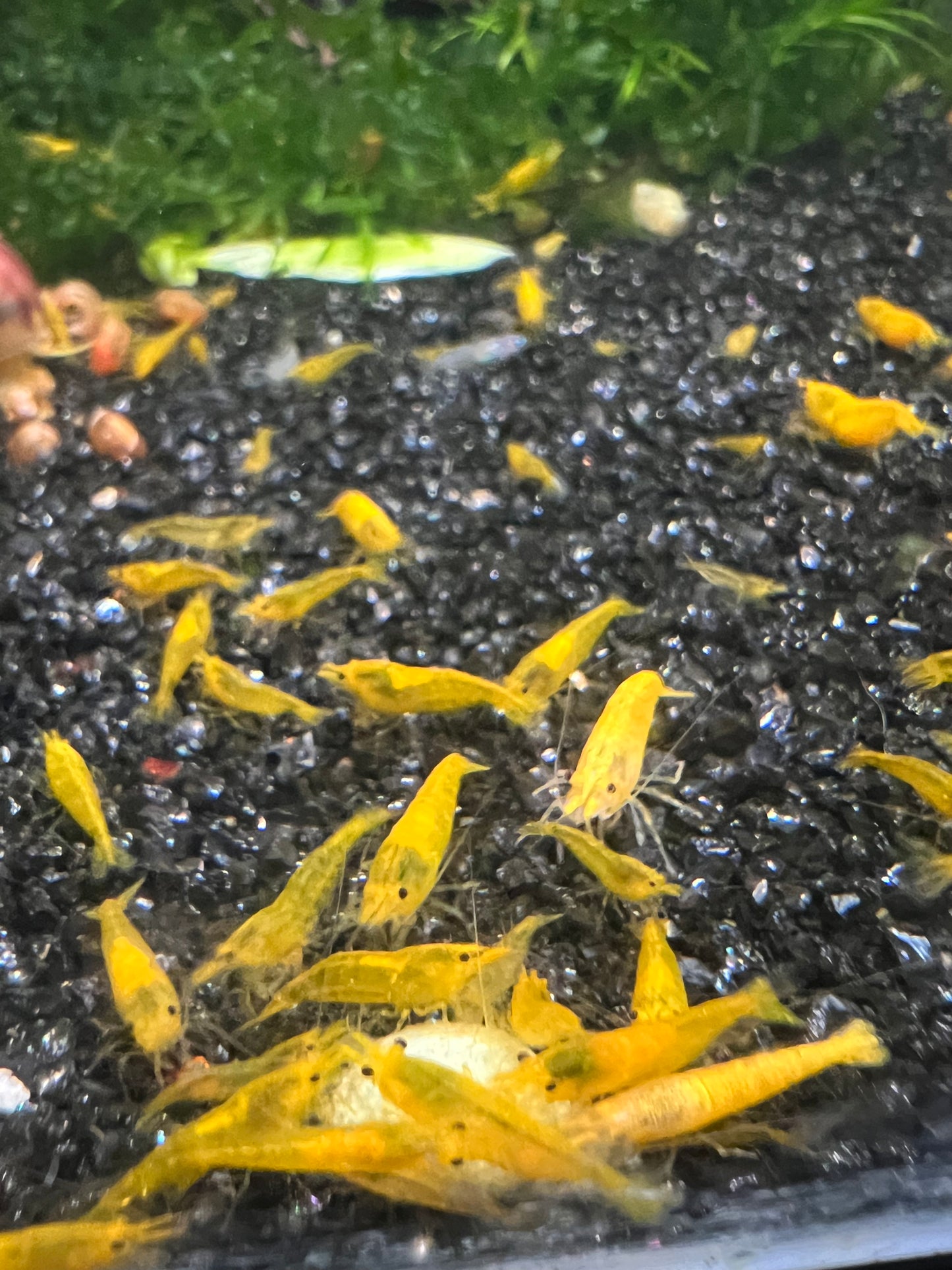 Yellow Cherry Shrimp