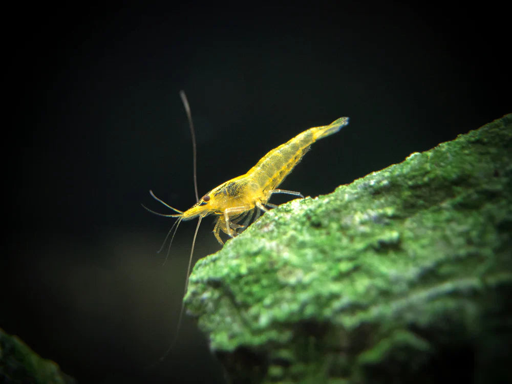 Yellow Cherry Shrimp