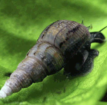 Malaysian Trumpet Snail