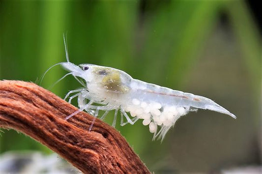 Snowball Cherry Shrimp