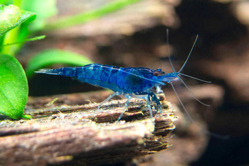 Blue/Black Cherry Shrimp