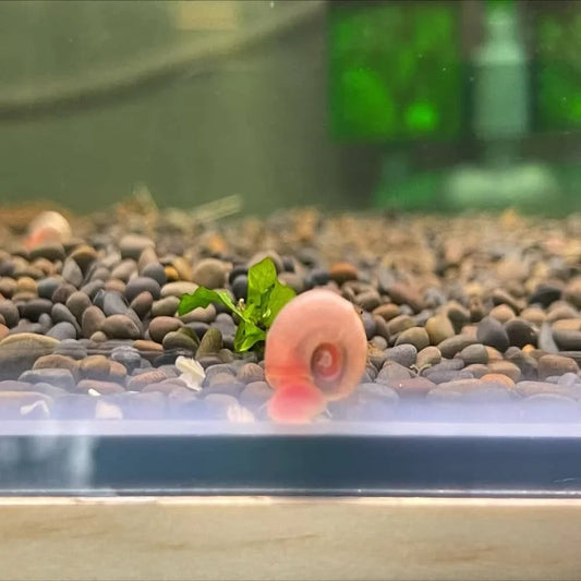 Pink Ramshorn Snail