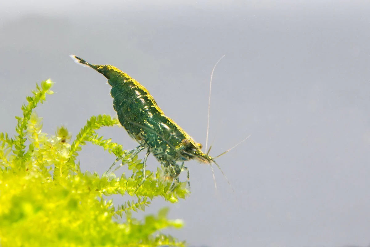 Green Jade Cherry Shrimp