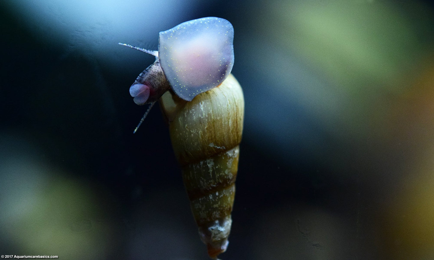 Malaysian Trumpet Snail