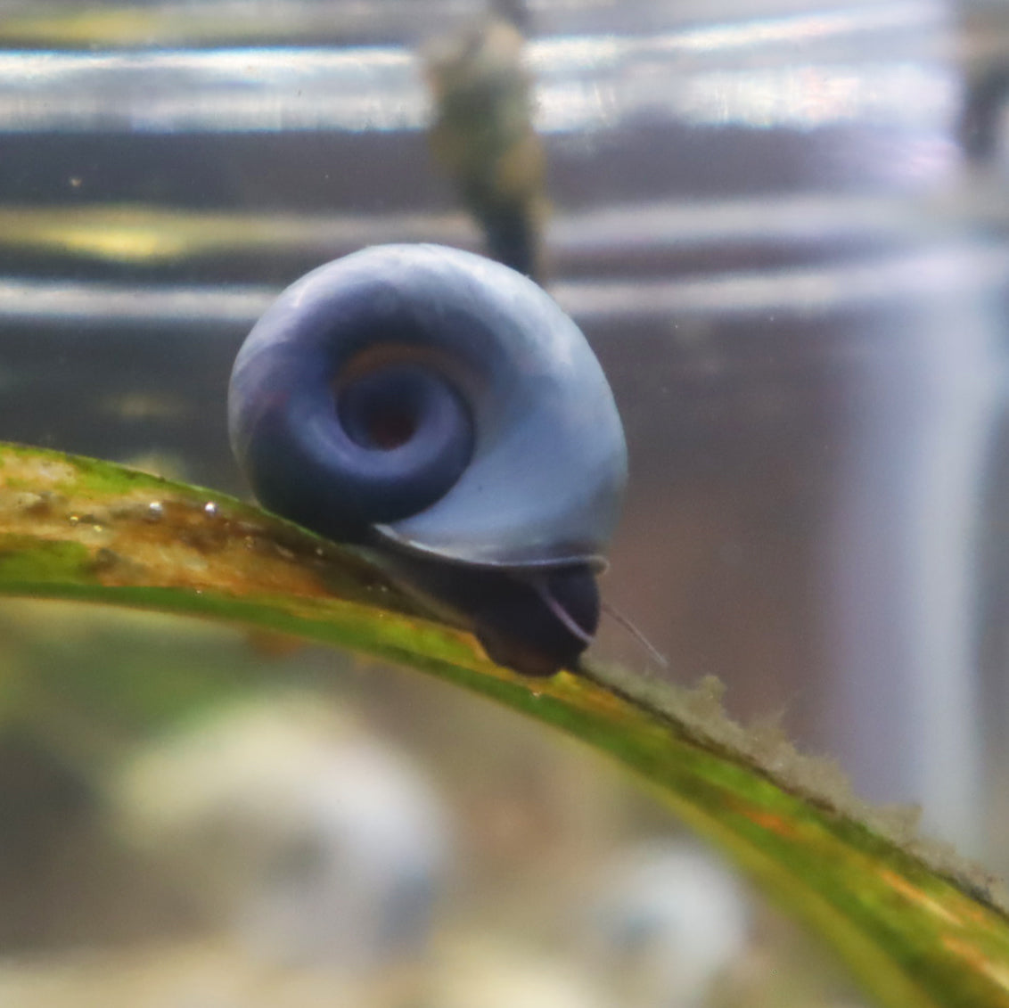 Blue Ramshorn Snail